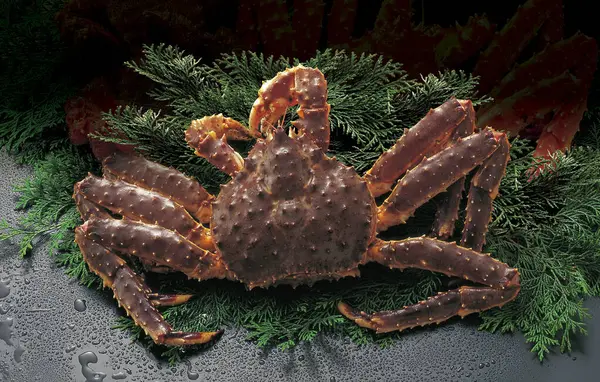 Crab Black Background — Stock Photo, Image