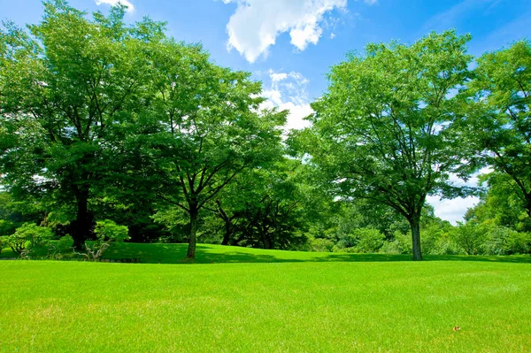 Grön Gräsmatta Parken Blå Himmel Med Moln Träd Och Gräs — Stockfoto