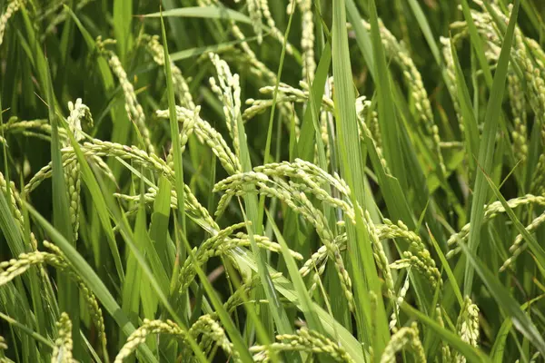 日帰りビュー 米畑の緑の植物 — ストック写真