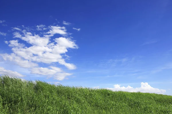 Campo Verde Céu Azul Com Nuvens Fundo — Fotografia de Stock