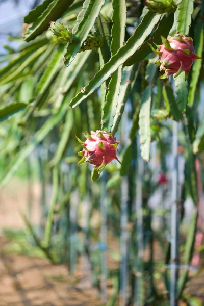 Pitaya Ejderhası Meyve Bahçesi — Stok fotoğraf