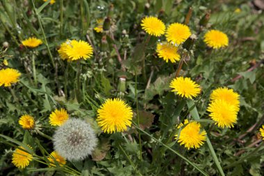 Yeşil çimenlerin üzerinde sarı karahindiba çiçekleri