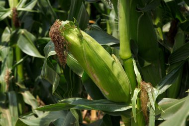 Yazın yeşil tarla ve mısır, doğa arka planında