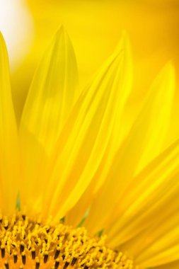 Tarlada bir ayçiçeğine yaklaş