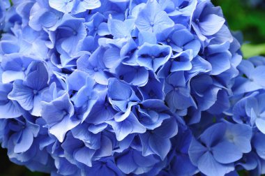 Mavi ortanca çiçek kadar yakın