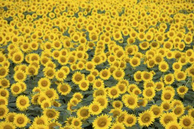 Mavi gökyüzüne karşı çiçek açan ayçiçeği tarlası