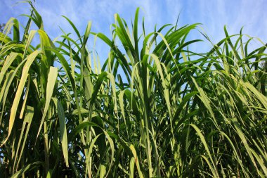 Sebze bahçesinde genç yeşil bitkiler 