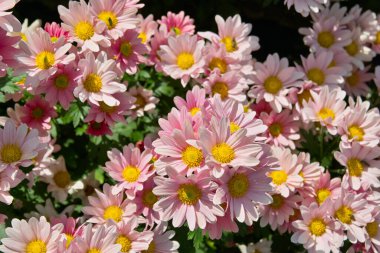 Güzel çiçekler, yakın görüş, doğa konsepti.