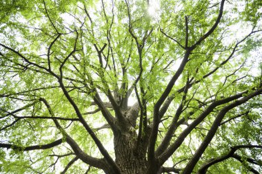 Ormanda güzel yeşil ağaçlar     