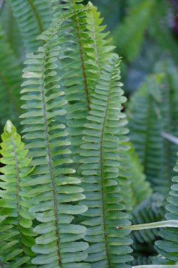 Eğreltiotu yaprakları yazın kapanıyor