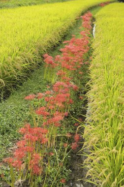 cluster amaryllis flowers blooming in  field, Japan clipart