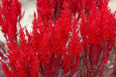 Bahçede büyüyen güzel kırmızı bitkilerin yakın çekim görüntüsü.    
