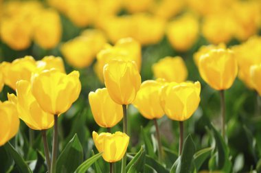 Parktaki güzel laleler tarlası