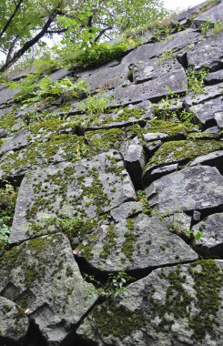 Yeşil yosunlarla kaplı eski taş duvarın alçak açılı görüntüsü