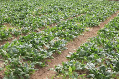 Tarlada yetişen taze yeşil bitkiler