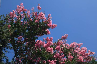 Bahçedeki güzel çiçekler