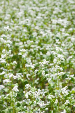Güzel çiçekler, yakın görüş, doğa konsepti.