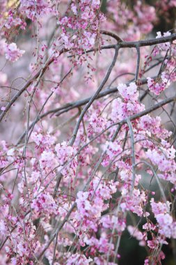 Çiçek açan ağaç dallarını kapat