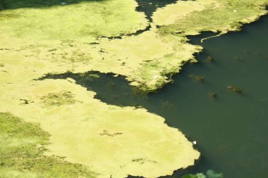 Nehir suyundaki yosunlar yakın çekim görüntüsü