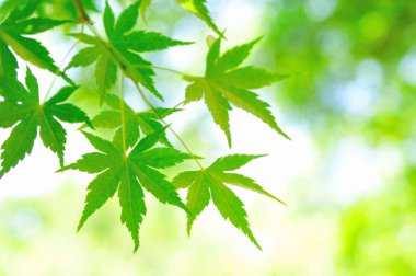 Ağaçtaki yeşil yapraklar 