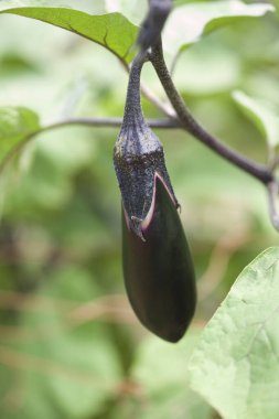 Bahçede büyüyen patlıcanların yakın görüntüsü