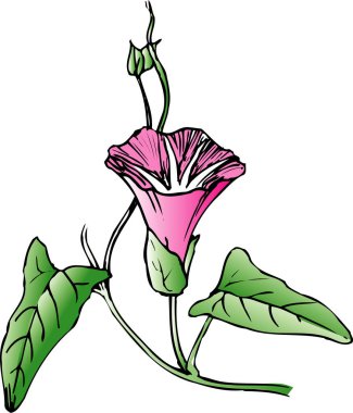 Beyaz arkaplanda bir çiçek çizimi 