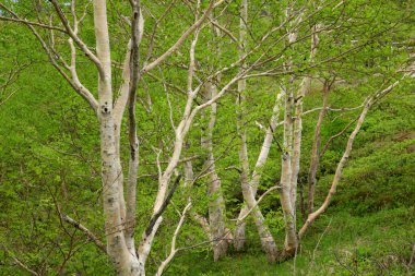 İlkbaharda ormandaki yeşil ağaçlar