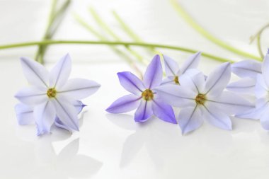 Güzel çiçekler, yakın görüş, doğa konsepti.