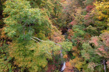 Renkli ağaçlar ile güzel sonbahar orman