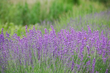 Yazın lavanta tarlası
