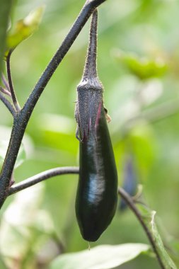 Organik sebze bahçesinde yetişen olgun patlıcanların yakın çekimi.     