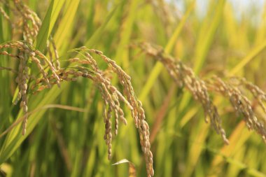Tayland 'daki pirinç tarlası