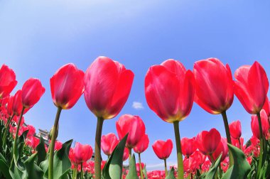 Parktaki güzel laleler tarlası