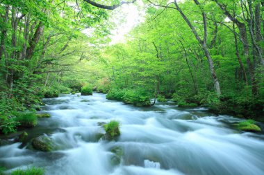 Ormanda güzel bir şelale.