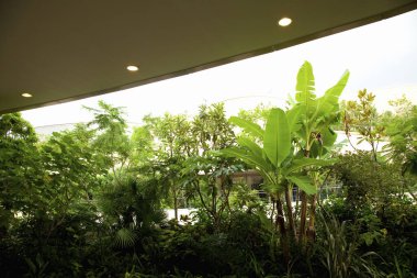 yeşil tropikal bitkiler ve modern mimari
