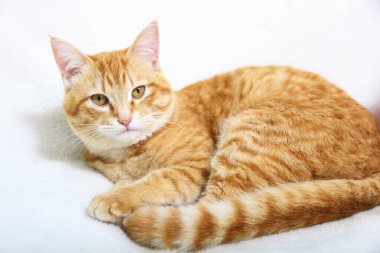 Tatlı kırmızı kedi yerde dinleniyor, yakın plan.