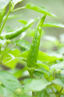 Bahçede yeşil biber