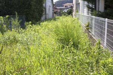 Bahçede çit ve yeşil bitkiler ve Japonya 'da binalar.