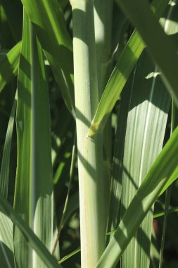 Taze yeşil bitkilerin, yaprakların, doğanın ve bitkilerin yakın görüntüsü     