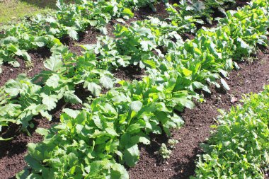 Bahçedeki sebze bitkileri