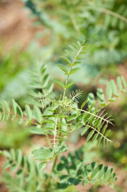 eğreltiotu yaprakları yakın