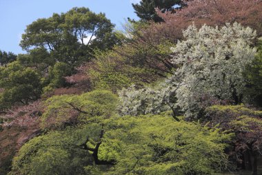İlkbaharda güzel kiraz çiçekleri