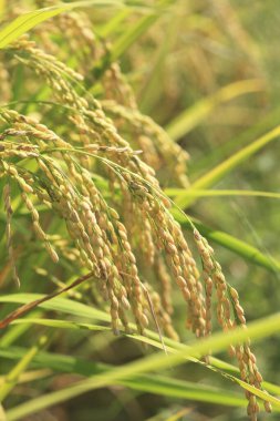 yeşil çim alanı yakın