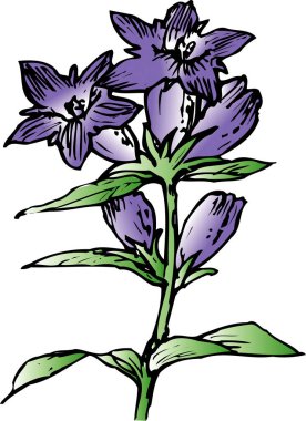 Beyaz arka plan üzerinde izole elle çizilmiş çiçekler  