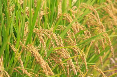 pirinç tarlasında pirinç 