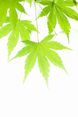 Ormandaki taze yeşil yaprakların yakın görüntüsü.               