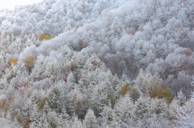 Kış manzarası. Dağlardaki karlı orman