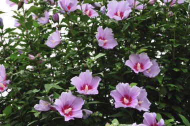 Bahçede açan muhteşem çiçekler.