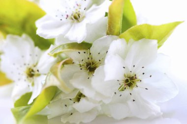 bahar beyaz çiçekleri, yakın görünüm