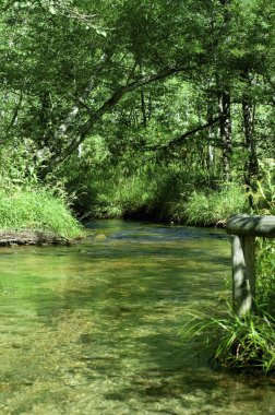 Ormandaki güzel nehir doğanın arka planında